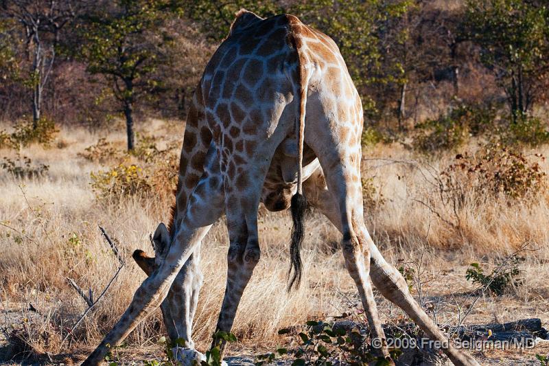 20090609_173535 D300 X1.jpg - There is a complex pressure regulation system which prevents excess blood from flowing to the brain when it lowers its head to drink.  Giraffes have been known to pass out after lowering their heads to drink